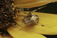 arabesque orbweaver