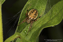 arabesque orbweaver