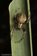 arabesque orbweaver