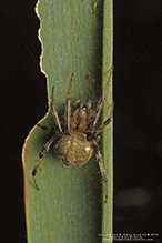 arabesque orbweaver