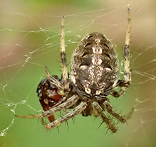 arabesque orbweaver