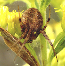 arabesque orbweaver