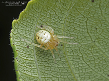 arabesque orbweaver