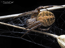 arabesque orbweaver