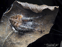 arabesque orbweaver