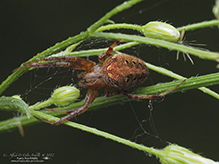 arabesque orbweaver