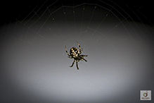 arabesque orbweaver