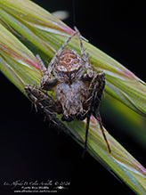 arabesque orbweaver
