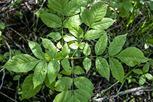 ash bead gall mite