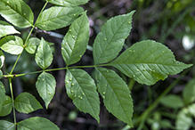 ash bead gall mite