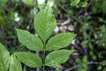 ash bead gall mite