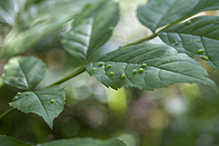 ash bead gall mite