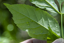 ash bead gall mite