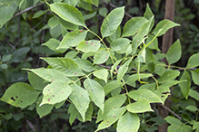 ash bead gall mite
