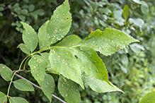 ash bead gall mite