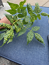 ash bead gall mite