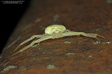 American green crab spider