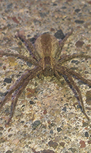 American nursery web spider