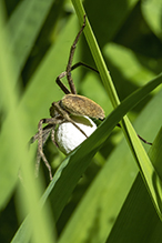 American nursery web spider