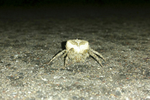 barn spider