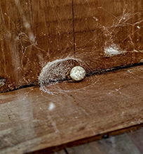 barn spider