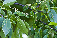finger gall of black cherry finger gall mite (cerasicrumena)