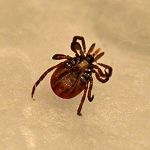 blacklegged tick