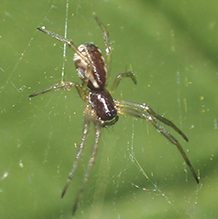 bowl-and-doily spider