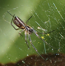 bowl-and-doily spider