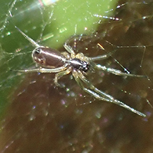 bowl-and-doily spider