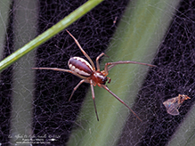 bowl-and-doily spider
