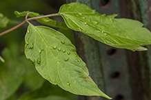boxelder pouchgall mite