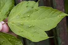 boxelder pouchgall mite
