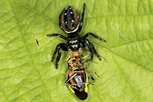 brilliant jumping spider