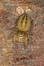 brilliant jumping spider