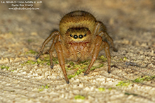 brilliant jumping spider