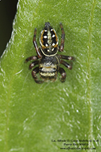 brilliant jumping spider