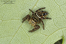 brilliant jumping spider