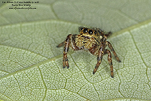 brilliant jumping spider