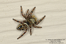 brilliant jumping spider