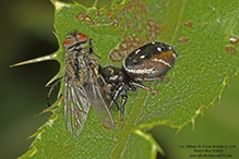 brilliant jumping spider