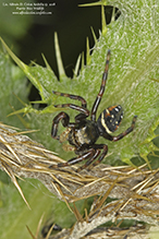 brilliant jumping spider