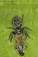 brilliant jumping spider