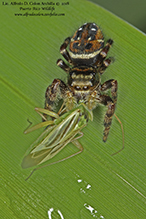 brilliant jumping spider
