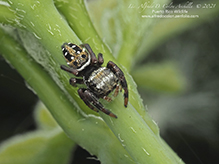brilliant jumping spider