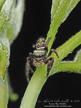 brilliant jumping spider