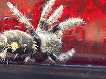 brilliant jumping spider
