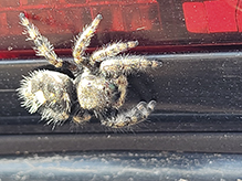 brilliant jumping spider