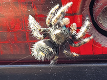 brilliant jumping spider