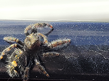 brilliant jumping spider